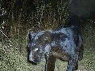 Name:  Black panther on deer cam.jpg
Views: 5151
Size:  17.9 KB
